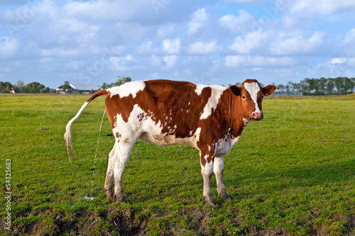 pissing cow on pasture
