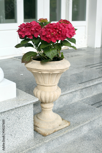 The red hydrangea in ceramic pot on stairs
