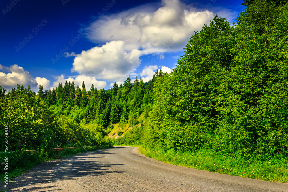 Fototapeta premium mountain route through pine forest on a summer evening horizonta