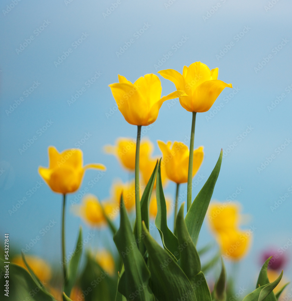 yellow tulips against the sky