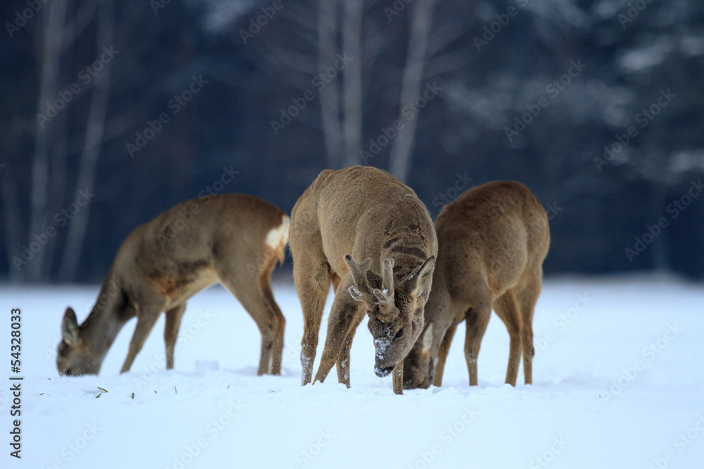 Fototapeta premium roe