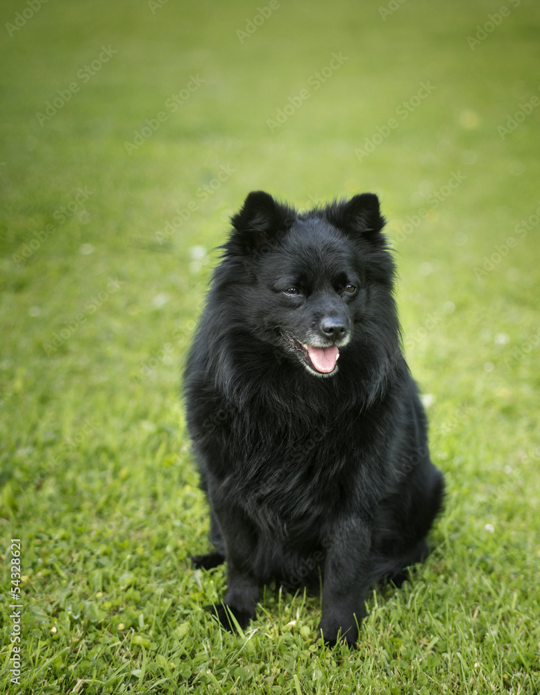 Schwarzer Hund (Deutscher Spitz) Schwarzer Hund (Deutscher Spitz)