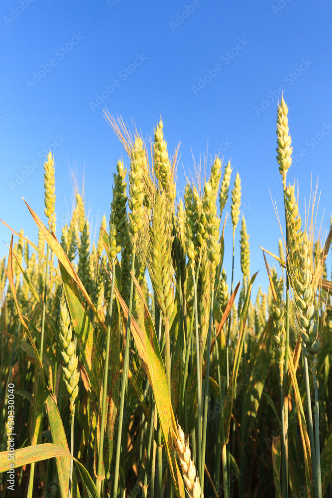 Obraz premium wheat