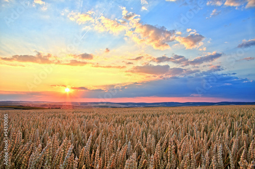 Sunset over wheat field