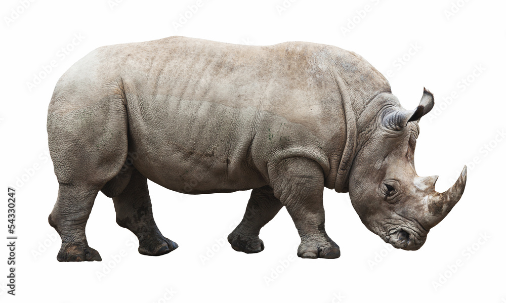 rhino on white background rhino on white background