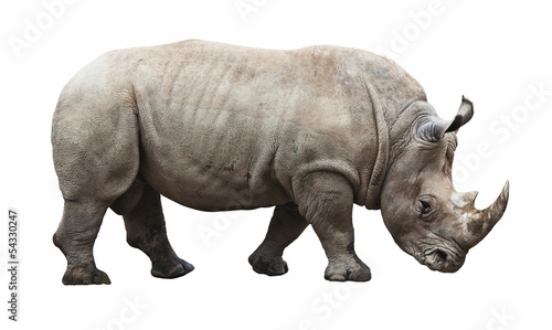 rhino on white background