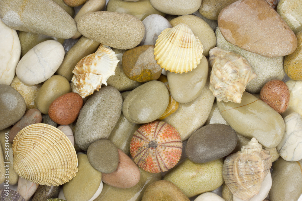 pebble and sea shell