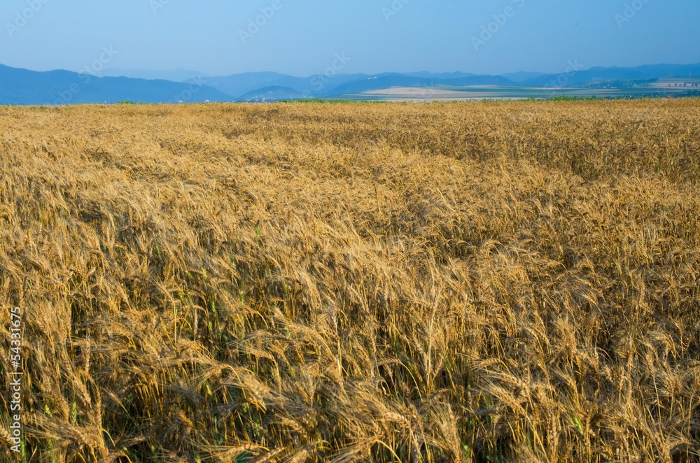 Golden wheat field