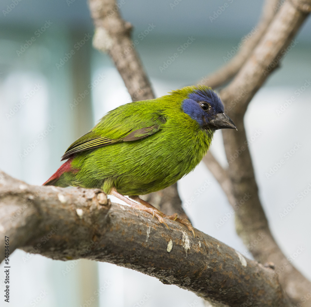 Fototapeta premium Blue Faced Parrot Finch