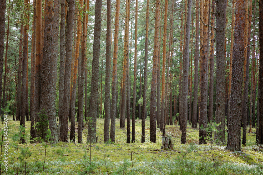 Fototapeta premium summertime in tranquil pine forest
