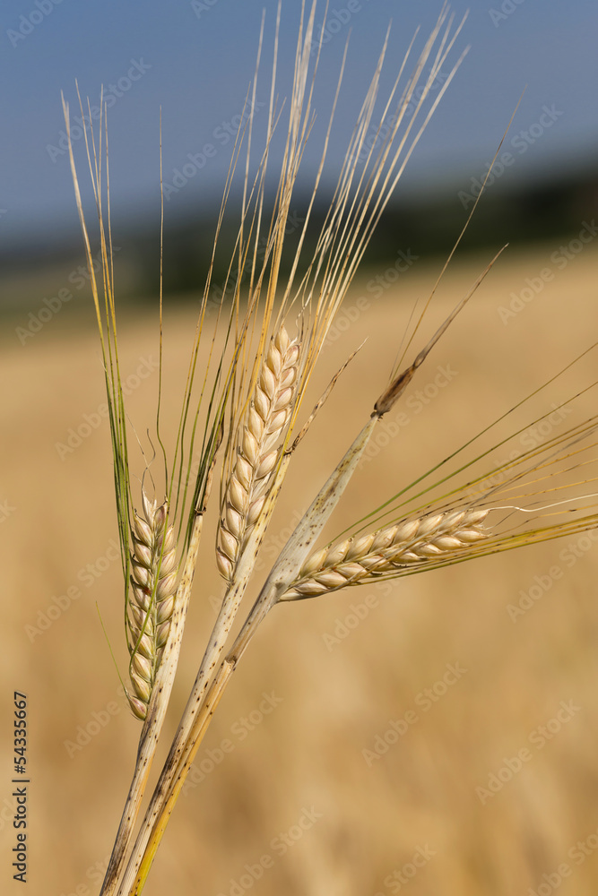 Fototapeta premium Gerste (Hordeum vulgare)