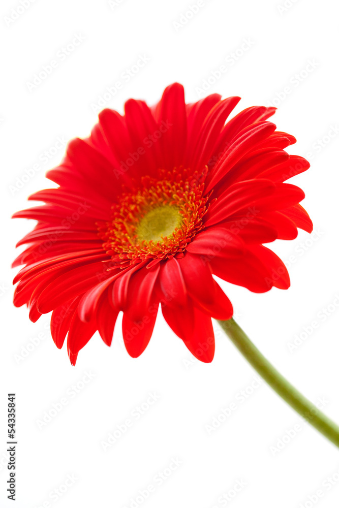Flower Background. Red Gerbera Flower . Flower design