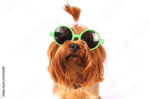 yorkshire-terrier-w-okularach-hipsterskich