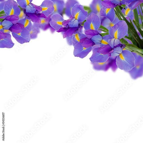 Fototapeta Naklejka Na Ścianę i Meble -  blue  irises border
