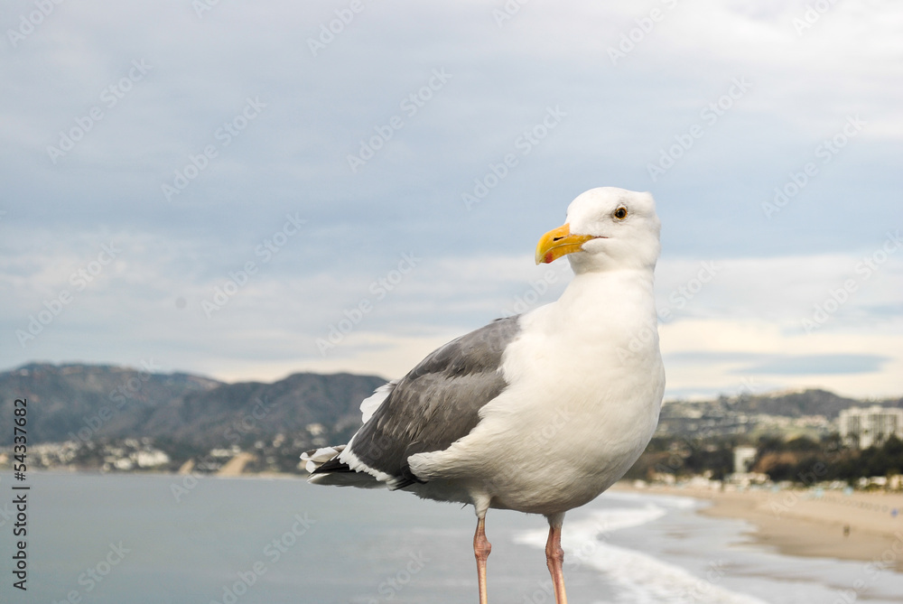 Obraz premium mouette