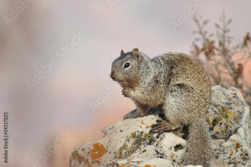 Wallpaper Mural écureuil Torontodigital.ca