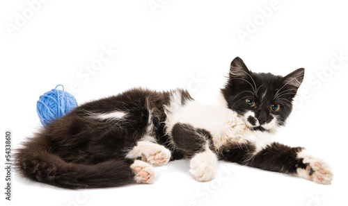black and white kitten isolated