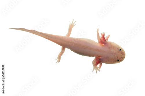 Axolotl isolated on white