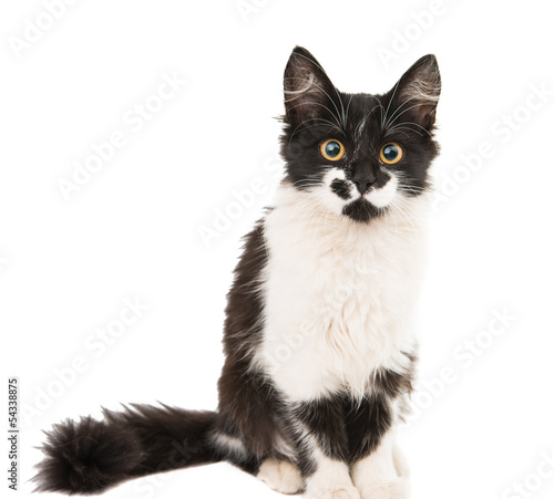 black and white kitten isolated