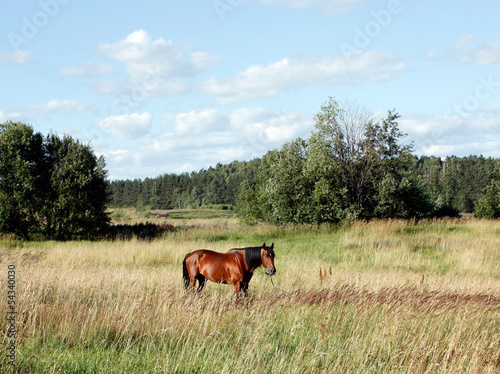 the horse is  on a meadow