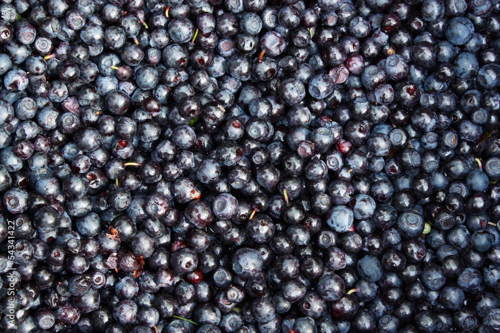 Blueberries Blueberries
