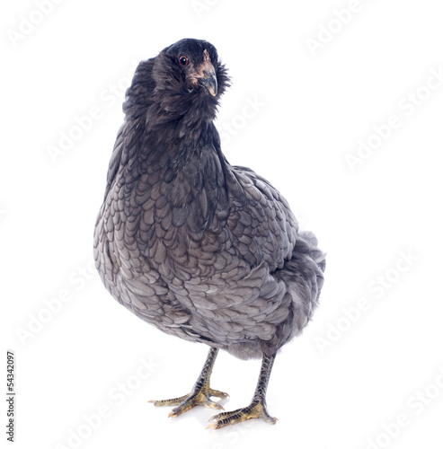 araucana chicken photo