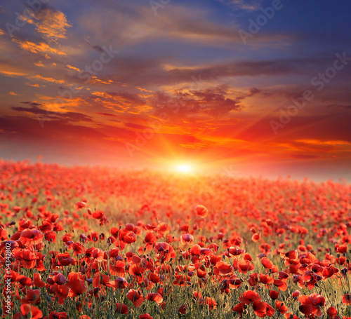 Fototapeta Naklejka Na Ścianę i Meble -  poppy field on sunset