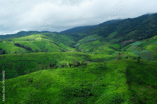 Landscape of the rice and corn plantations in Thailand