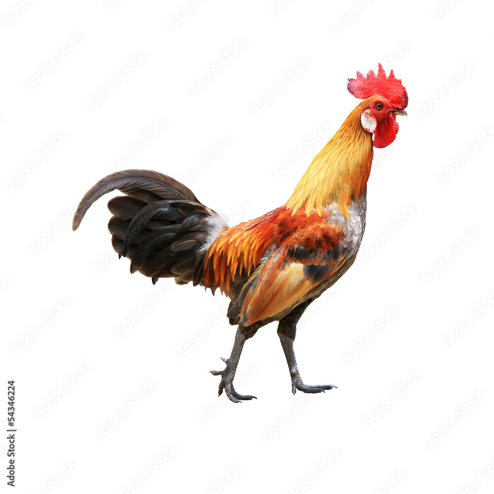 Fototapeta premium Kogut na białym tle na białym tle ze ścieżką przycinającą