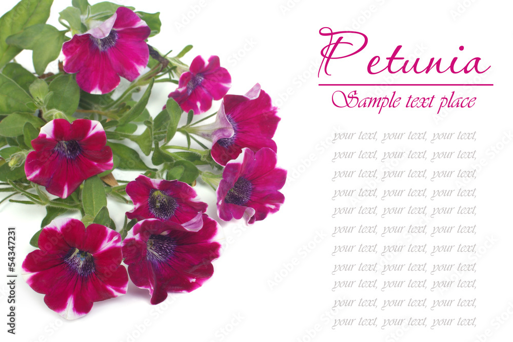 Burgundy petunia flower isolated on white background Burgundy petunia flower isolated on white background