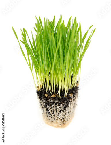 фотографія Fresh wheatgrass isolated on white