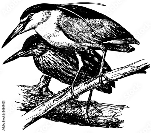 Obraz na plátne Bird Black-crowned Night Heron