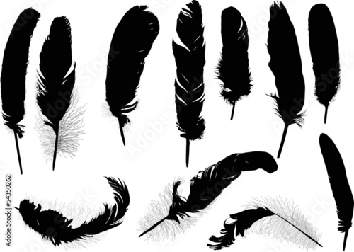 eleven black feathers on white background