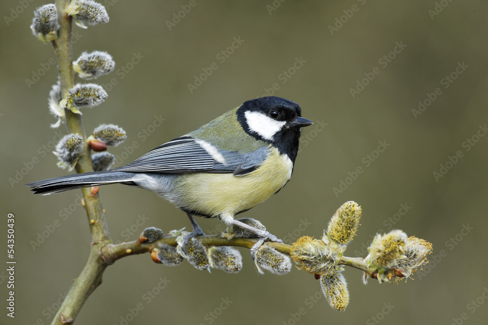 Naklejka premium Great tit, Parus major
