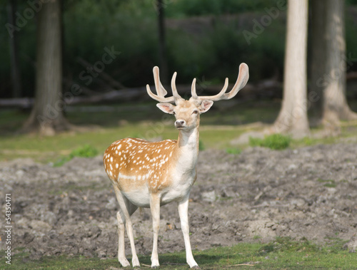 Fallow deer in forest