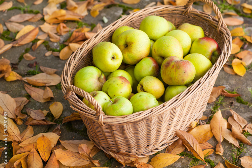 Crop of green apples in basket Crop of green apples in basket
