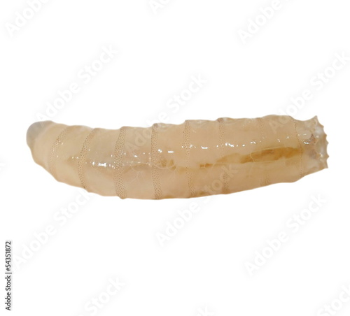 Macro Fly larva isolated on white background