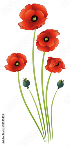 Sommer, Mohnblumen, Ranke, filigran