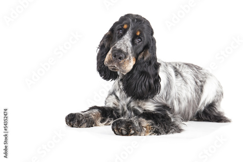 Obraz na płótnie English cocker spaniel on a white background