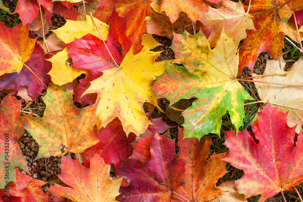 Fototapeta premium Autumn colorful maple leaves in park