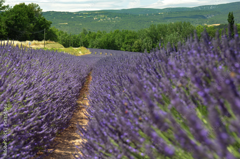 Naklejka premium A row of purple lavender field