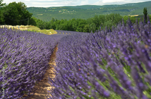 A row of purple lavender field