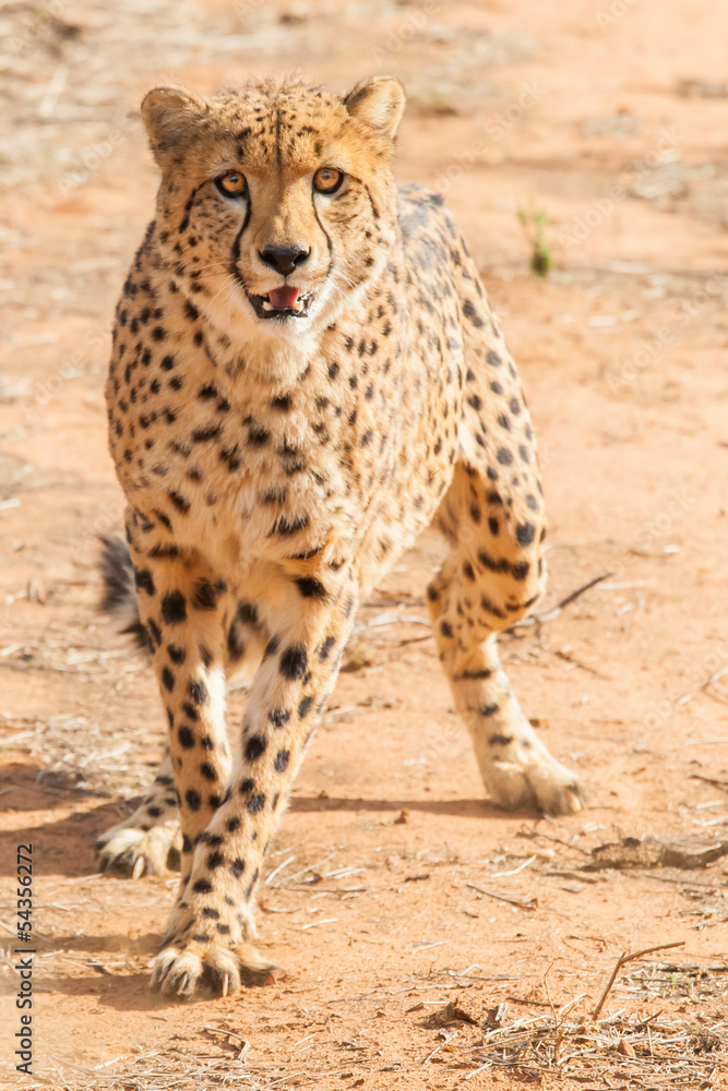 Fototapeta premium cheetah hunting