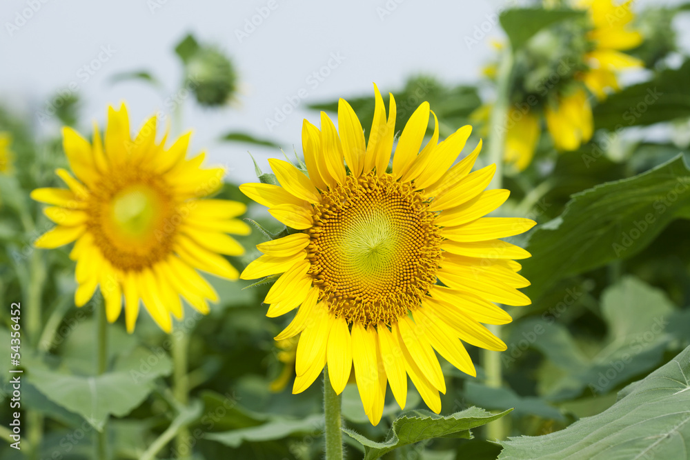 Sunflowers on plant