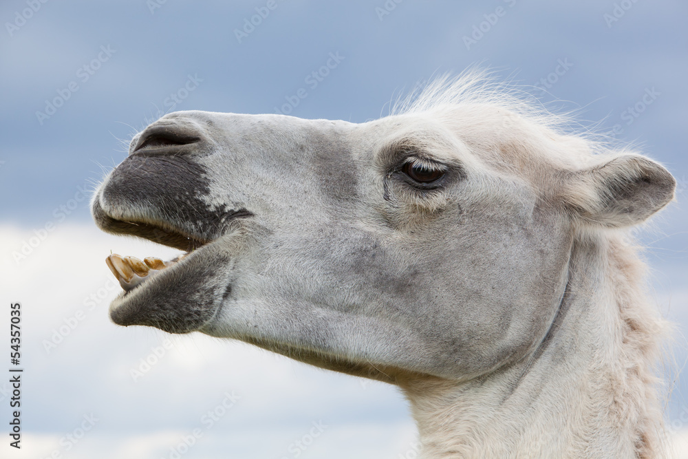 Fototapeta premium camel portrait