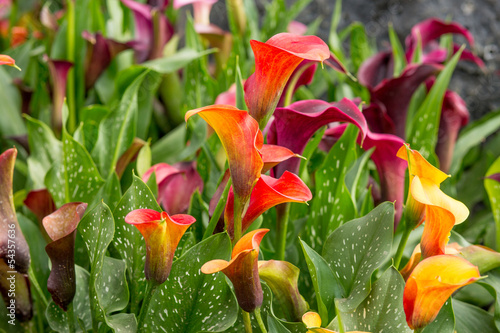Fototapeta Naklejka Na Ścianę i Meble -  Calla lily field