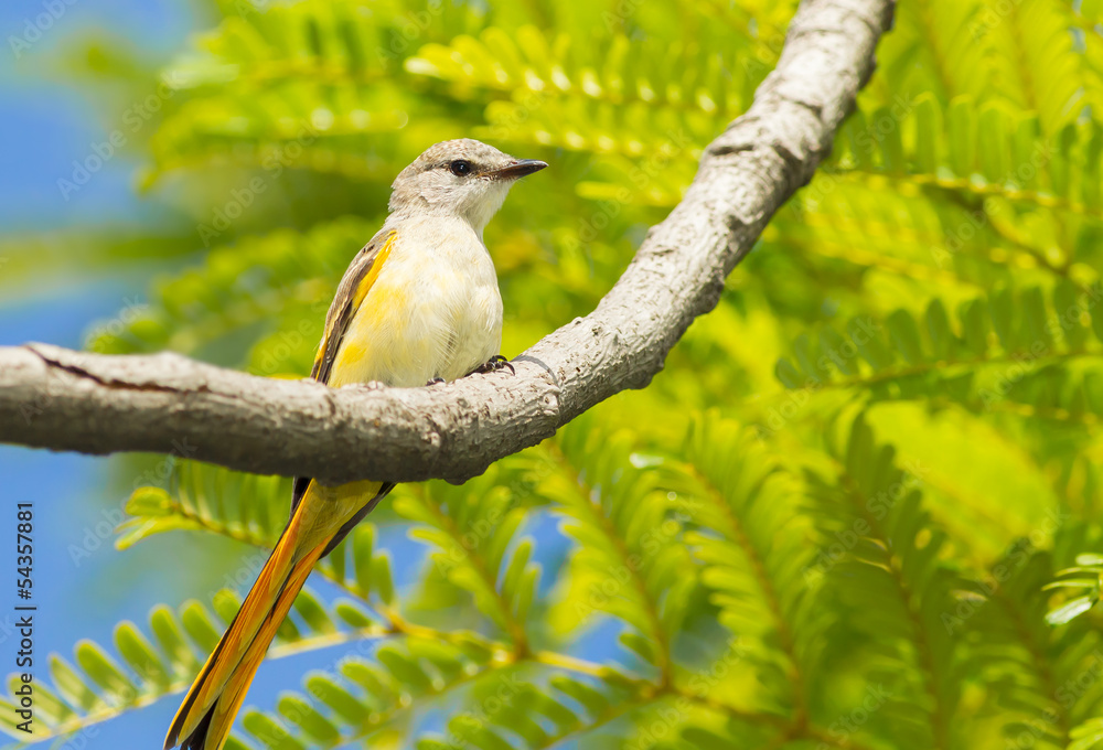 Obraz premium Female Fiery Minivet on the tree in nature