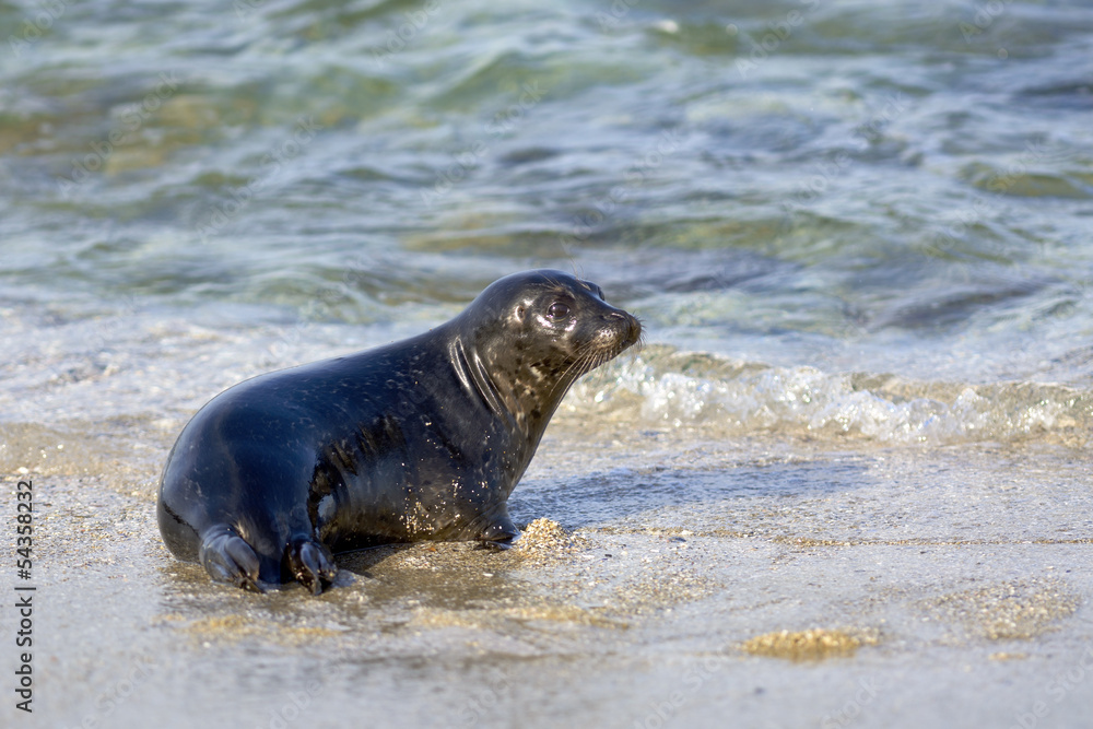 Obraz premium Seal in La Jolla