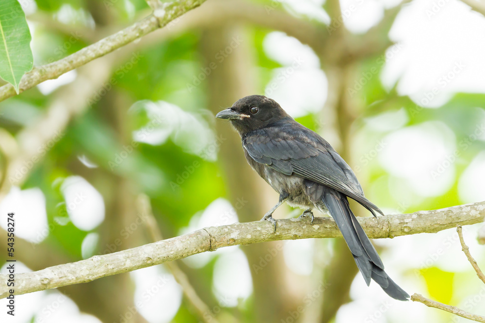 Obraz premium Black Drongoin nature looking at us