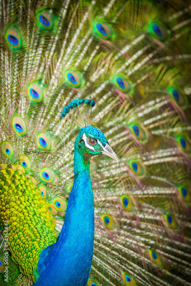 Obraz premium Portrait of the peacock
